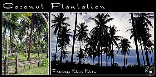 Collage 'Coconut Plantation' by Asienreisender